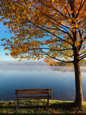 A Bench In Front Of A Lake Wallpaper