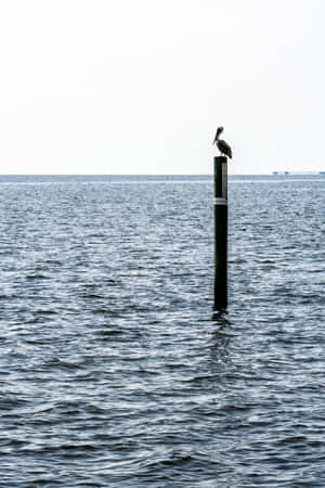 A Bird Perches Near A Beach In Mississippi Wallpaper