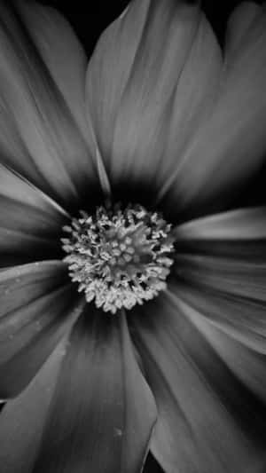 A Black And White Photo Of A Flower Wallpaper