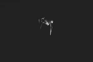 A Black And White Photo Of A Person In The Dark Wallpaper