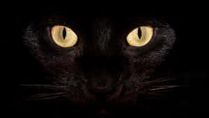 A Black Cat With Yellow Eyes Wallpaper