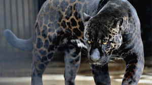 A Black Jaguar Walking In A Zoo Enclosure Wallpaper