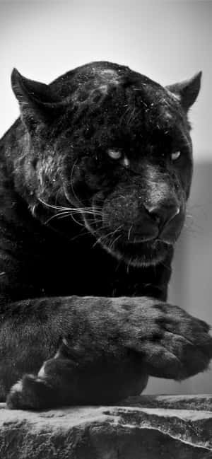 A Black Leopard Is Sitting On A Rock Wallpaper