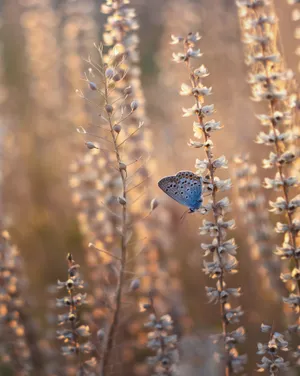 A Blue Butterfly Is Sitting On A Plant In The Sun Wallpaper