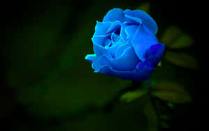 A Blue Rose Is Shown In The Dark Wallpaper