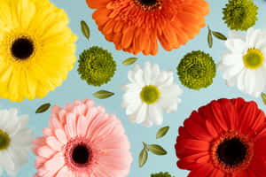 A Bouquet Of Delightful Colorful Daisies Wallpaper