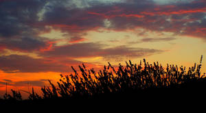 A Breathtaking Sunset In A Lavender Field Wallpaper