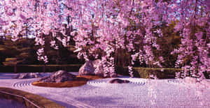 A Breathtaking View Of A Sakura Blossom Tree In Full Bloom. Wallpaper