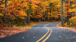 A Breathtaking View Of Autumn - Broad Leaves In Shades Of Yellow, Red And Green. Wallpaper