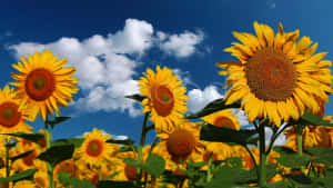 “a Bright And Cheerful Yellow Sunflower To Lift Your Mood” Wallpaper