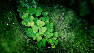 A Bright Green Shamrock With Four Leaves On A White Background Wallpaper