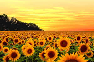 A Bright Yellow Sunflower Brings Brightness And Joy To The World. Wallpaper