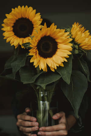 ____ A Bright Yellow Sunflower Standing Against A Backdrop Of Greenery In Bloom Wallpaper