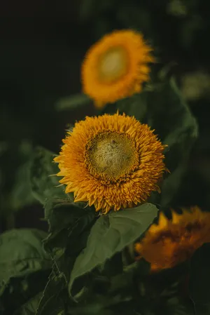 A Bright Yellow Sunflower Standing Out In Contrast To A White Wall. Wallpaper