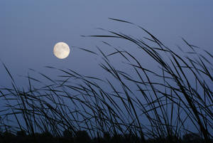 A Brightly Shimmering Moon Rising Through A Field At Dusk Wallpaper