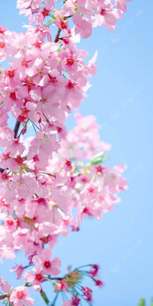 A Brilliant Display Of Pink Cherry Blossoms Wallpaper