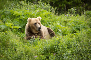 A Brown Bear Ambling Through A Grassy Meadow Wallpaper