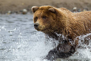 A Brown Bear Lounging In The Wetlands Wallpaper