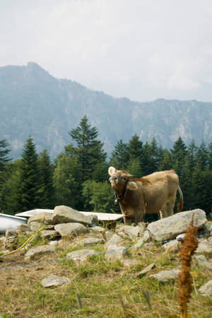 A Brown Cow On A Rocky Hill Wallpaper