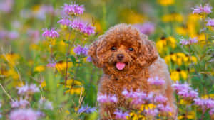 A Brown Poodle Dog Standing In A Field Of Flowers Wallpaper