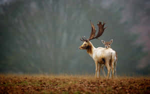 A Buck Looking For Shelter In The Forest Wallpaper