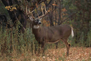 A Buck Standing Tall In The Wild. Wallpaper