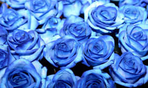 A Bunch Of Blue Roses Are In A Vase Wallpaper