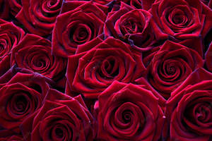 A Bunch Of Red Roses Wallpaper
