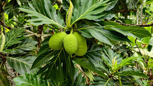 A Bundle Of Healthy Breadfruit Wallpaper