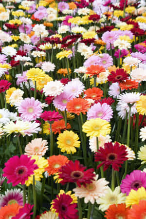 A Burst Of Colorful Daisies On A Sunny Day Wallpaper