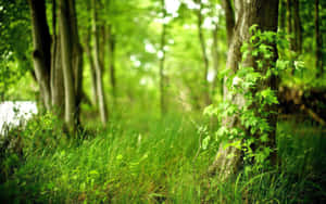 A Calm And Serene Forest In Warm And Calming Green Shades Wallpaper
