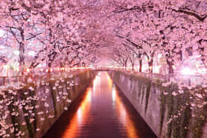 A Canal Lined With Pink Blossoms At Night Wallpaper