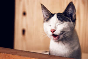 A Cat Is Yawning While Sitting On A Wooden Table Wallpaper