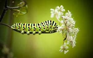 A Caterpillar Insect Enjoying The Bloom Wallpaper