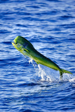 A Caught Mahi-mahi Or Common Dolphinfish Wallpaper