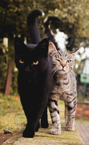 A Celebration Of Friendship Between Two Animals On A Magical Night Sky. Wallpaper