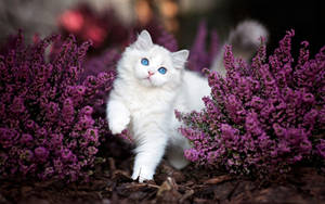 A Charming Kitten Exploring The Lavender Path Wallpaper