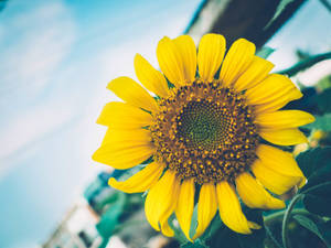 A Cheery Sunflower Brightens Up The Day. Wallpaper