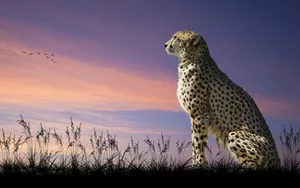 “a Cheetah Roaming Freely In Its Natural Habitat” Wallpaper