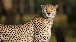 A Cheetah Running On African Grassland Wallpaper