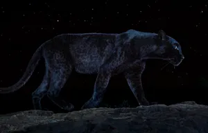 A Close-up Of A Beautiful Black Leopard Wallpaper