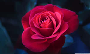 A Close-up Of A Beautiful Rose Wallpaper