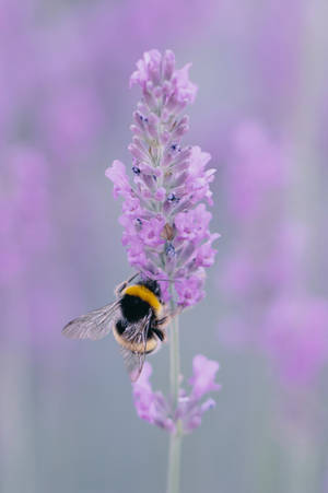 A Close-up Of A Busy Bee Extracting Nectar From A Vibrant Lavender Flower Wallpaper
