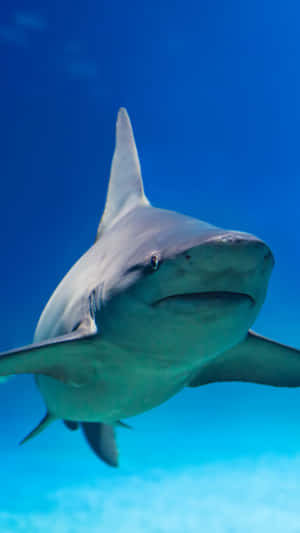 A Close Up Of A Cool Shark Wallpaper