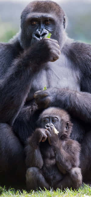 A Close-up Of A Cute Gorilla With A Cheeky Smile Wallpaper