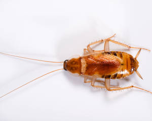 A Close-up Of A Golden Brown Cockroach Wallpaper