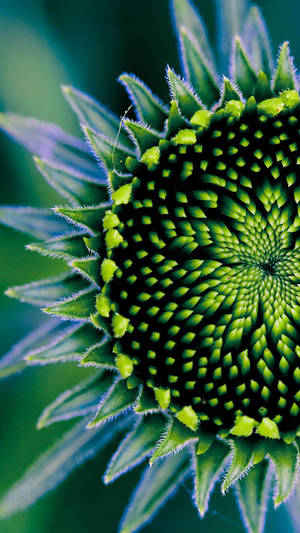 A Close Up Of A Green Flower Wallpaper