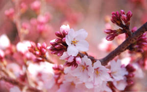 A Close Up Of A Pink Flower On A Branch Wallpaper