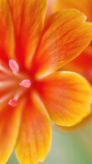 A Close Up Of An Orange Flower Wallpaper