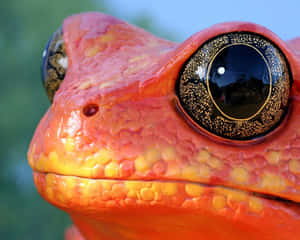 A Close Up Of An Orange Frog With Black Eyes Wallpaper